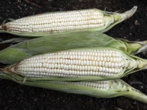 El Niño drives southern African Millers to seek Brazil corn
