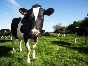 https://www.ajot.com/images/uploads/article/dairy-cows.jpg