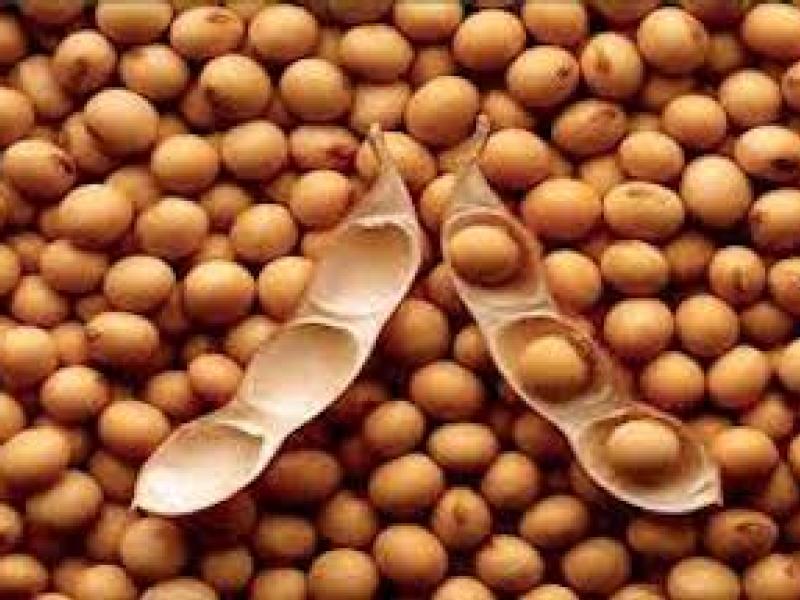 China shunning US soybeans on trade tensions, Bunge CEO says