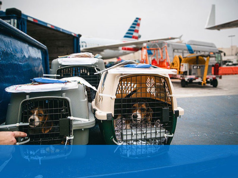 Bringing your pets home: American Airlines offers customers front-door pet delivery service provided by My Pet Cab