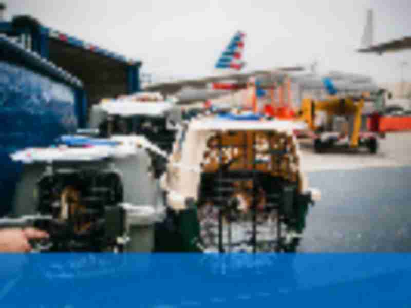 Bringing your pets home: American Airlines offers customers front-door pet delivery service provided by My Pet Cab