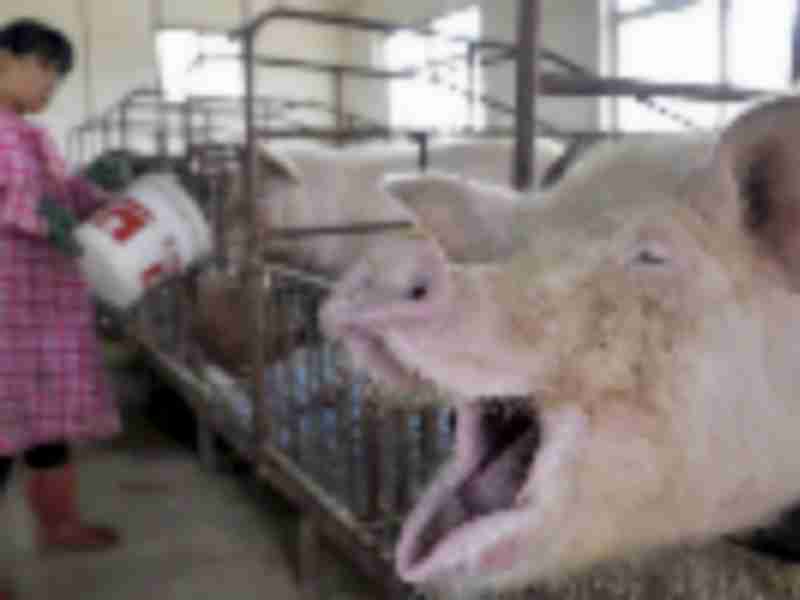 China’s back in the market for hogs