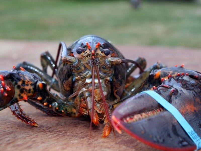 Iconic New England Lobster Caught in Global Tariff Tit-for-Tat