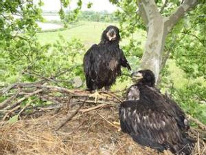 https://www.ajot.com/images/uploads/article/new-bald-eagles-baltimore.jpeg