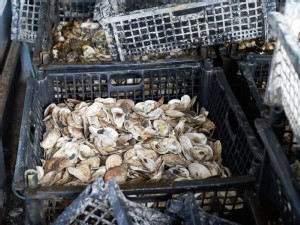 https://www.ajot.com/images/uploads/article/panynj-baby-oysters-bins.jpg