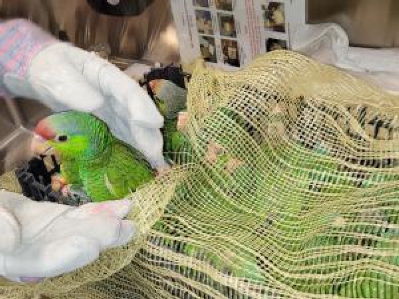 CBP intercepts 27 smuggled Amazon parrots at the Nogales, Arizona Port of Entry