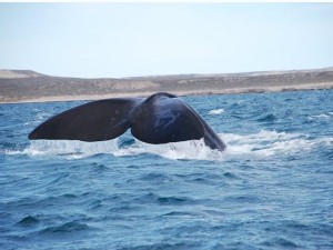 https://www.ajot.com/images/uploads/article/patagonia-whale.jpg