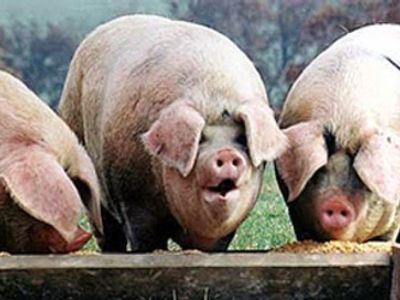 Deadly Swine Virus in Southwest China Scares Asian Neighbors
