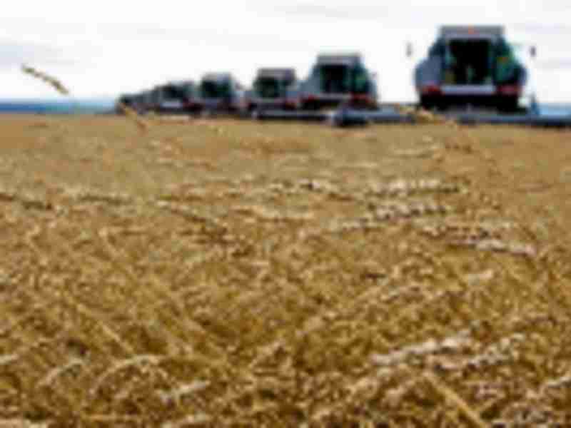Wheat climbs as deep freeze stokes fear of shrinking us crops
