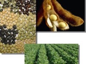 https://www.ajot.com/images/uploads/article/soybeans_futures_options.jpg