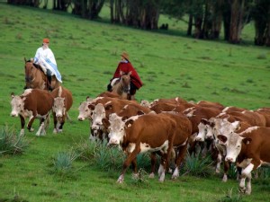 https://www.ajot.com/images/uploads/article/uruguay-cattle-drive.jpg