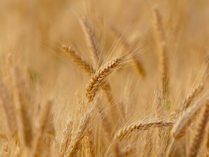 https://www.ajot.com/images/uploads/article/wheat-field-bw.jpg