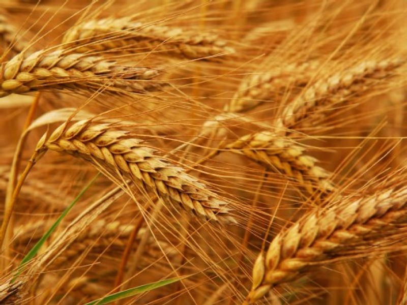 War-strained wheat market faces moment of truth
