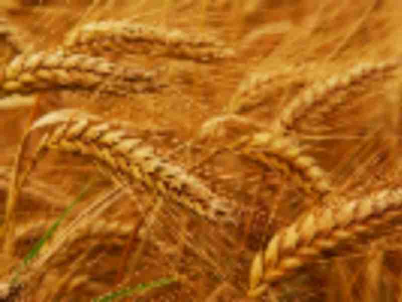 World’s appetite for Russian wheat remains strong