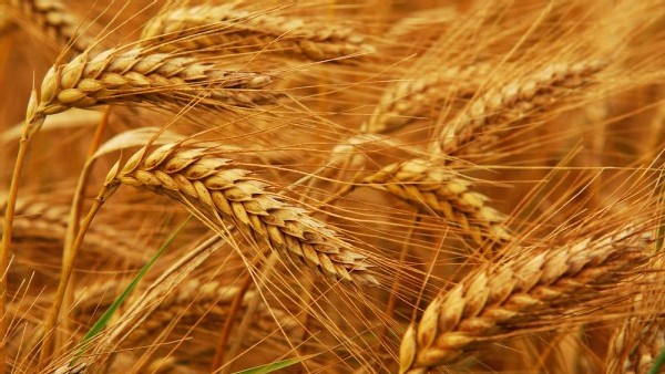 https://www.ajot.com/images/uploads/article/wheat.jpg