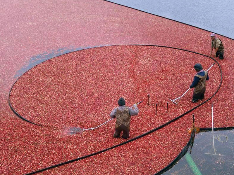 Cranberry bog being harvested in Plymouth, MA