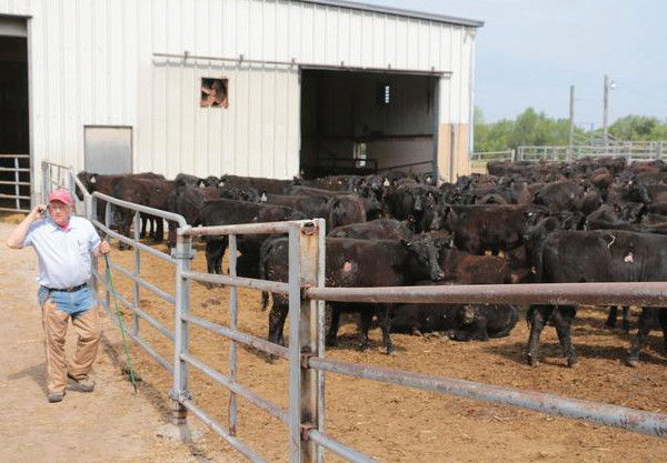 T.K. Exports has expertise in not only sourcing and preparing cattle for shipment, but also in transporting them and arranging for their initial care.