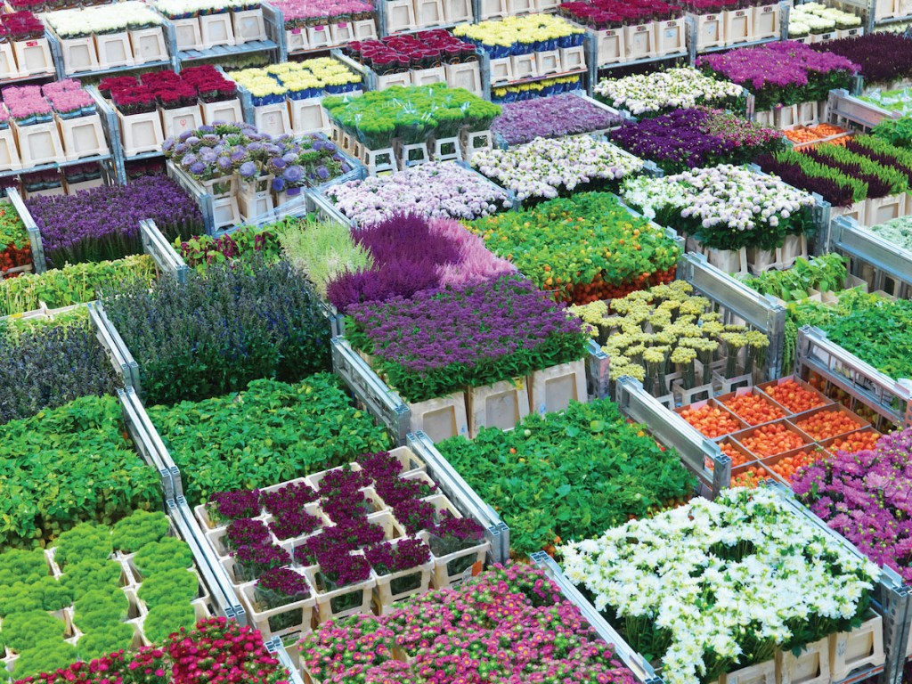 Some 40% of worldwide flower exports flows from Royal FloraHolland’s operation.