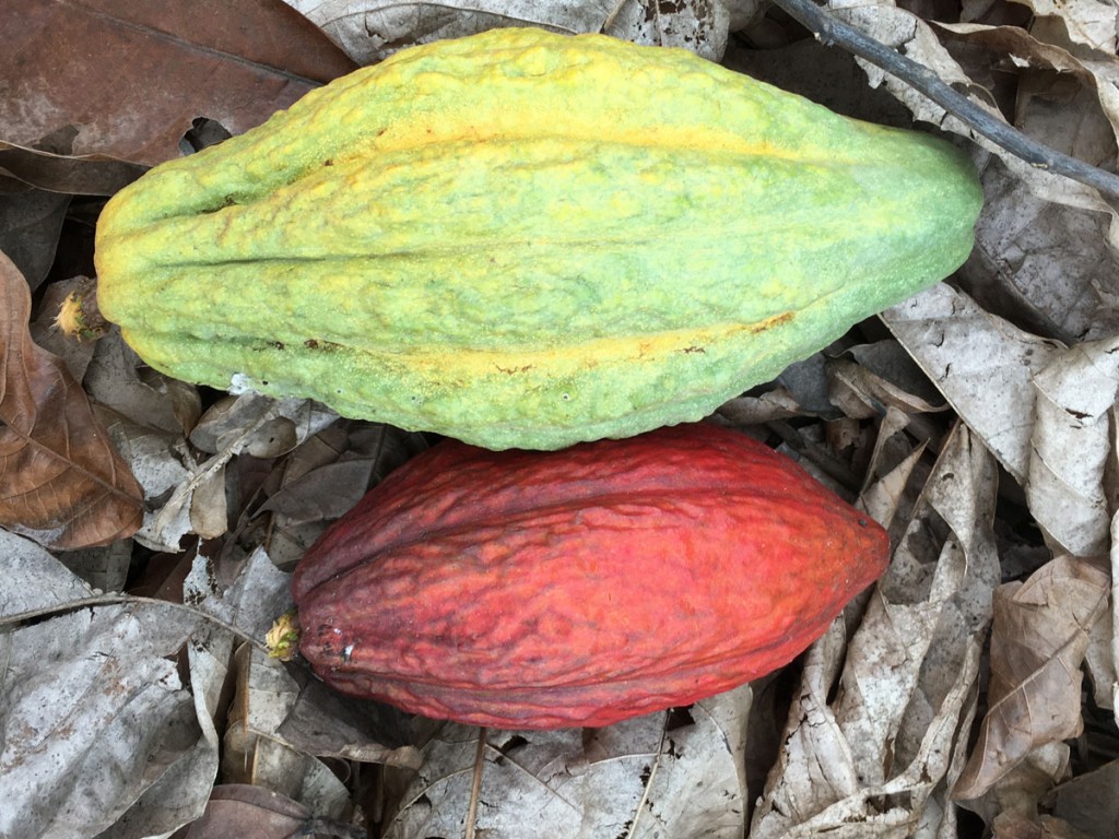 Cacao pods come in warm hues of yellow, red and purple.