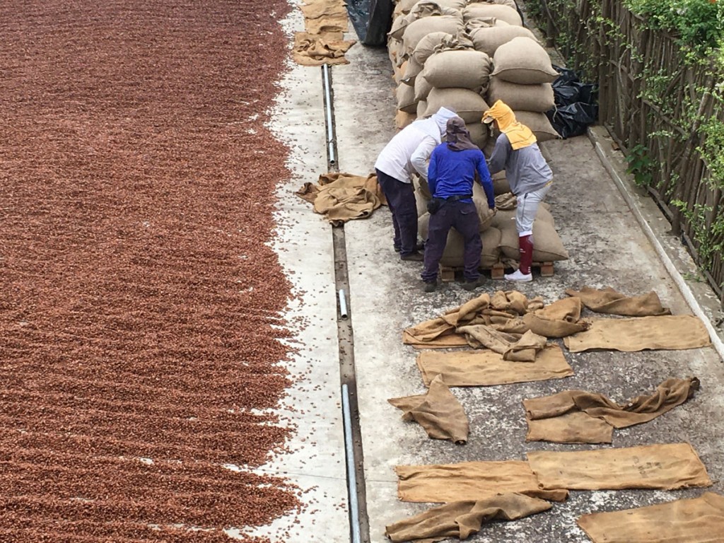 Laborers prepare sacks of cocoa beans for drying in the tropical sun at Hacienda Victoria in Southwest Ecuador.