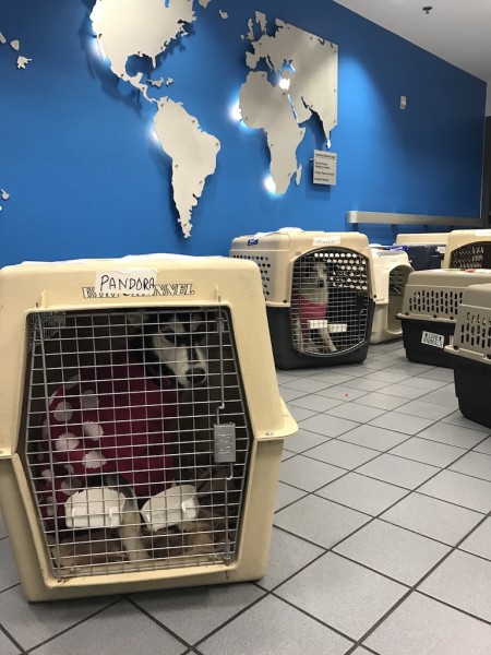 american airlines air cargo pets