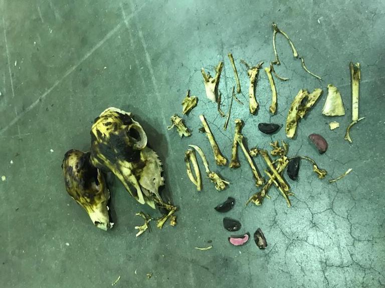 BP agriculture specialists intercepted these animal bones from a shipment manifested as clothing.