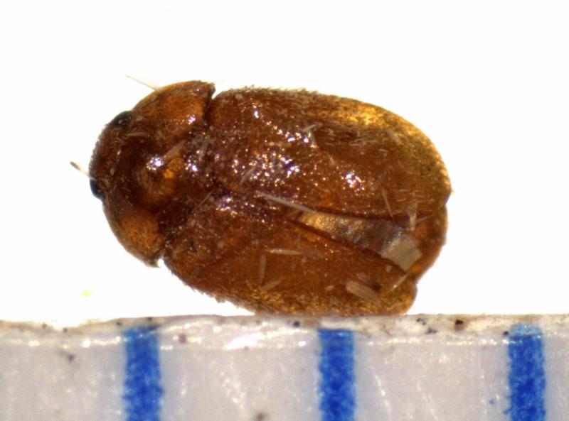 Baltimore CBP agriculture specialists intercepted a Khapra beetle like this one in a container of screws from Thailand. 
