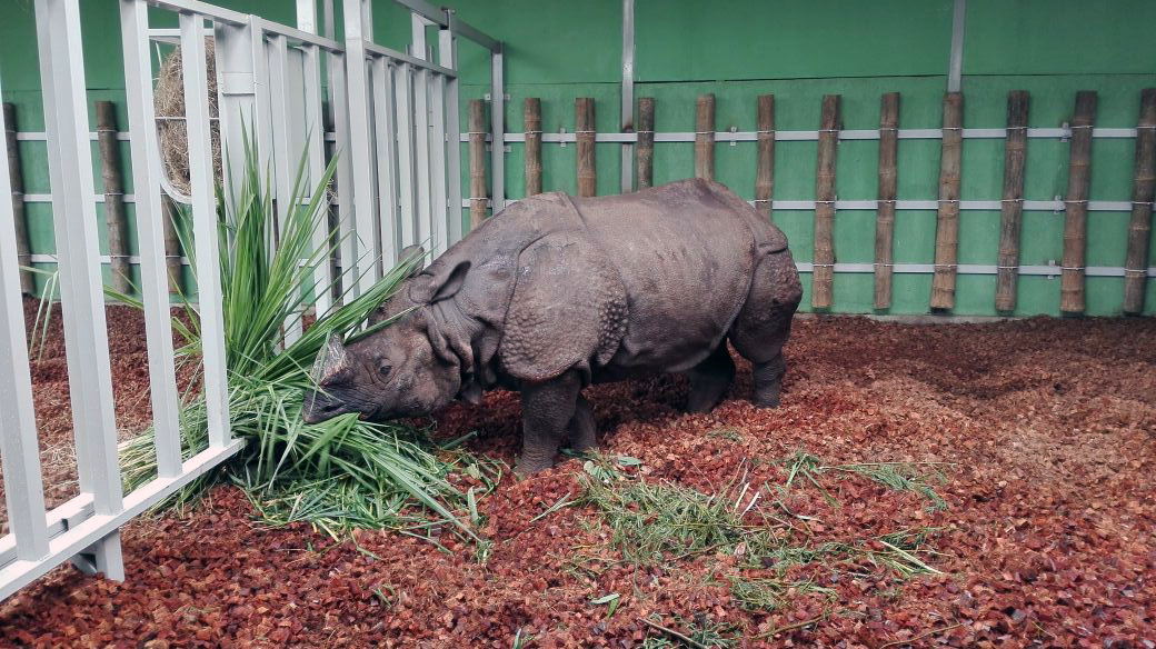 Bertus the rhino settling in to new home