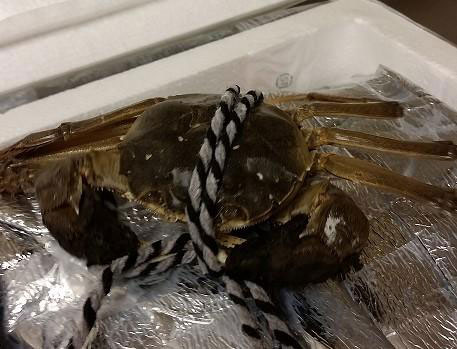 This seizure of mitten crabs is the third interception of mitten crabs by CBP's Chicago Field Office in the past month.
