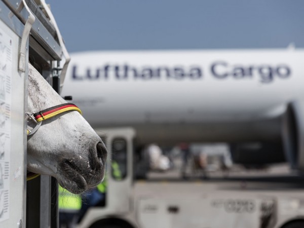 Horse ready for travel on a Lufthansa Cargo Boeing 777 freighter