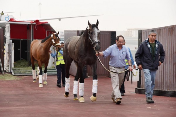World's highest rated racehorse Arrogate arrived in Dubai after flying on Emirates