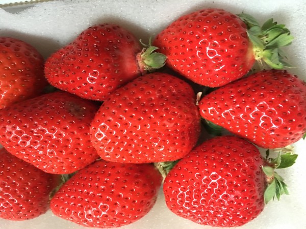 Japanese premium strawberries, arriving in pristine condition at Hong Kong, after being shipped from Hakata using APL’s SMARTcare+ reefer solution.