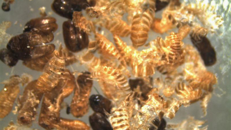 CBP agriculture specialists at BWI and Dulles Airports intercepted Khapra beetle in traveler baggage. 