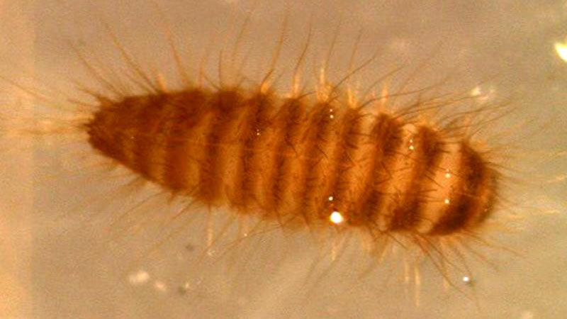 Khapra beetle is one of the world's most destructive insect pests.