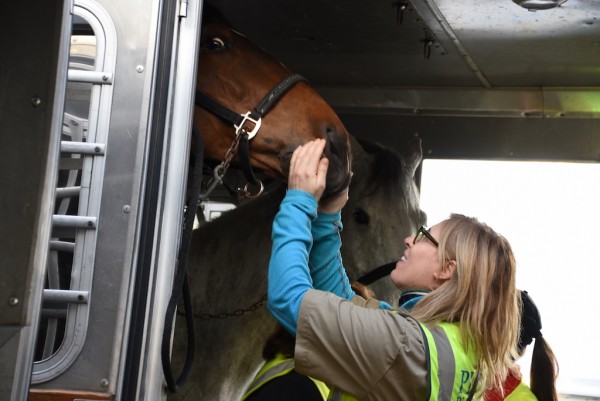 A flight carrying horses on their way to the Longines Global Champions Tour in Miami Beach deplanes at MIA.