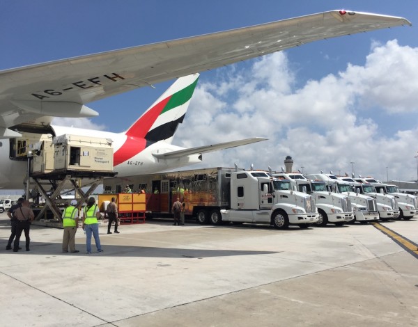 Emirates SkyCargo, the freight division of Emirates, has successfully transported some of the world’s best show jumping horses across three continents in the space of a month.
