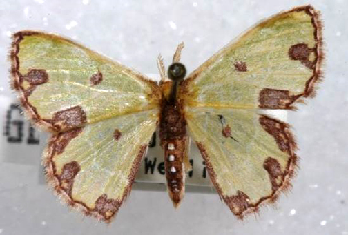 Synchlora sp. (Geometridae) Discovered in Philadelphia