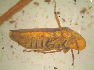 A specimen of Oncometopia clarior (Walker), a first in port pest, seized by CBP agriculturespecialists at Brownsville Port of Entry