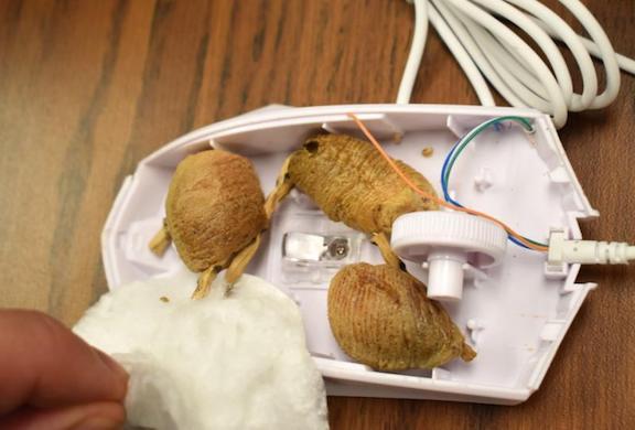 CBP discovered mantis egg masses concealed inside a PC gaming mouse.