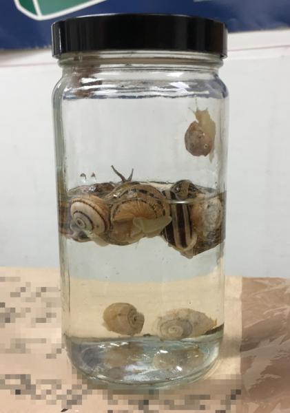 Specimens of invasive chocolate-banded snails that CBP recently seized.
