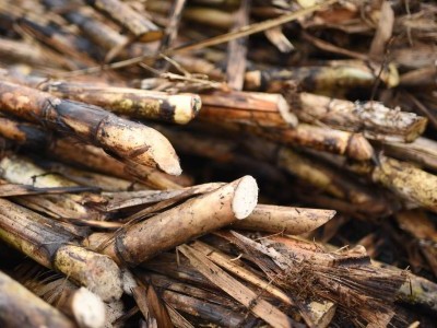 https://www.ajot.com/images/uploads/article/Sugarcane.jpg