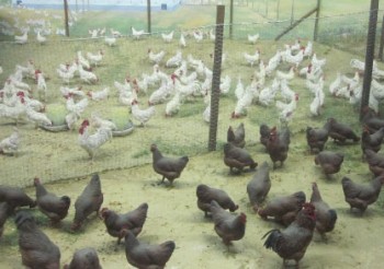 https://www.ajot.com/images/uploads/article/599-chickens.jpg