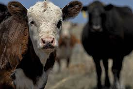 https://www.ajot.com/images/uploads/article/canadian-cattle.jpg