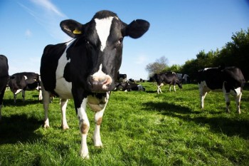 https://www.ajot.com/images/uploads/article/dairy-cows.jpg