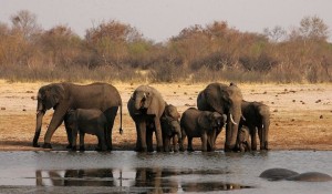 Elephant trade curbs spur Africa to seek a common stance