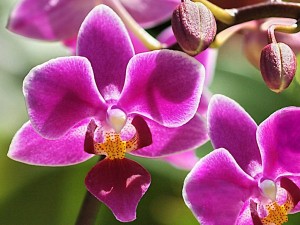 Millions of Orchids Are Being Thrown Out by Top World Exporter