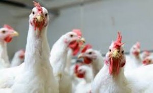 Malaysia eases ban on exports of live premium chicken