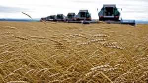 Wheat climbs as deep freeze stokes fear of shrinking us crops