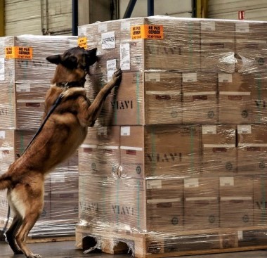 https://www.ajot.com/images/uploads/article/Diagnose_dogs_at_work_checking_an_air_cargo_shipment.jpg