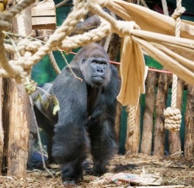 DHL flies Western lowland gorilla Kiburi to new London Zoo home – just in time for Christmas